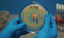 Геостим СП состоит из споровой формы гриба Trichoderma viride (ВКПМ F-838). Штамм получен из Биоресурсного Центра Всероссийской коллекции промышленных микроорганизмов (БРЦ ВКПМ) «НИЦ Курчатовский инстиут». Выделен из красноземой почвы (Ферганская долина). Действие Trichoderma viride (ВКПМ F-838) основано на способности к выработке биологически активных веществ, оказывающих положительное воздействие на рост и развитие растений. Штамм может использоваться для биологической борьбы сгрибными и бактериальными растениями. Согласно Заключения НИЦ ТБП филиала ФМБА Росси от 12.03.2025г. Trichoderma viride (ВКПМ F-838) не относится к патогенным штаммам, работа со штаммом не требует специальных мер предосторожности