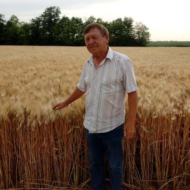Виктор Алексеевич Цыбульников – научныq консультант АПК «Кубаньхлеб» (Краснодарский край, Тихорецкий район), заслуженныq работник сельского хозяйства Кубани и России, заслуженныq агроном Российской Федерации, кандидат сельскохозяйственных наук